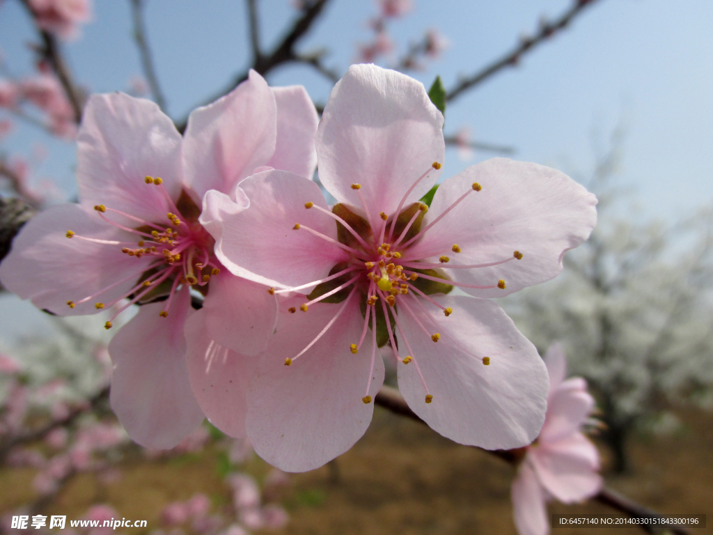 桃花