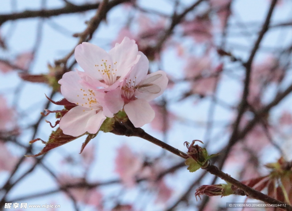樱花