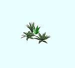 野生植物