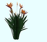 水生植物