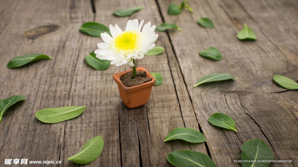 菊花