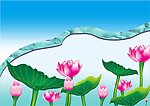 荷花