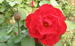 月季花