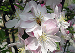 蜜蜂 花