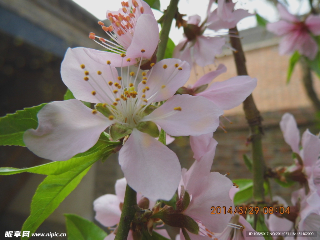桃花