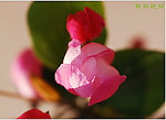 梨花海棠