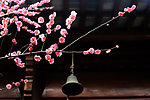 屋檐边的樱花