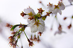 雨中花