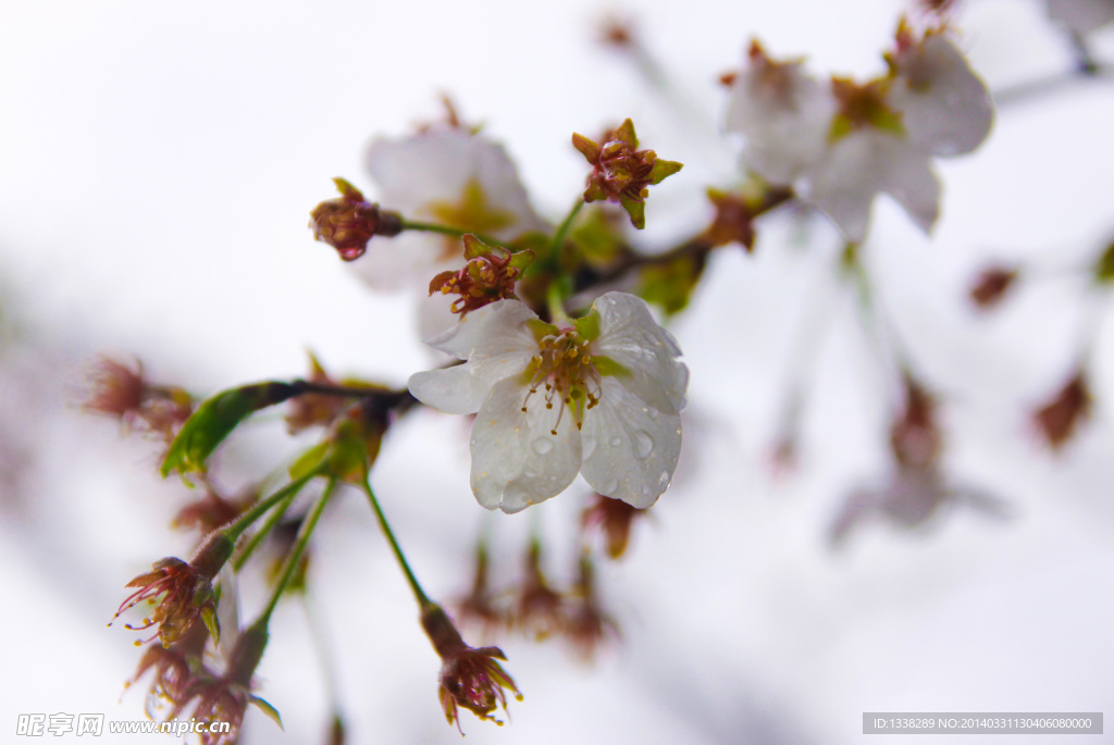 雨中花