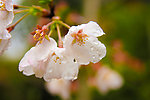 雨中花