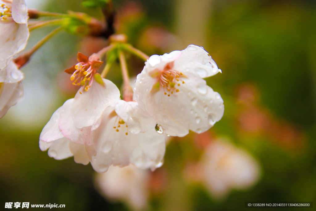 雨中花