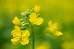 油菜花