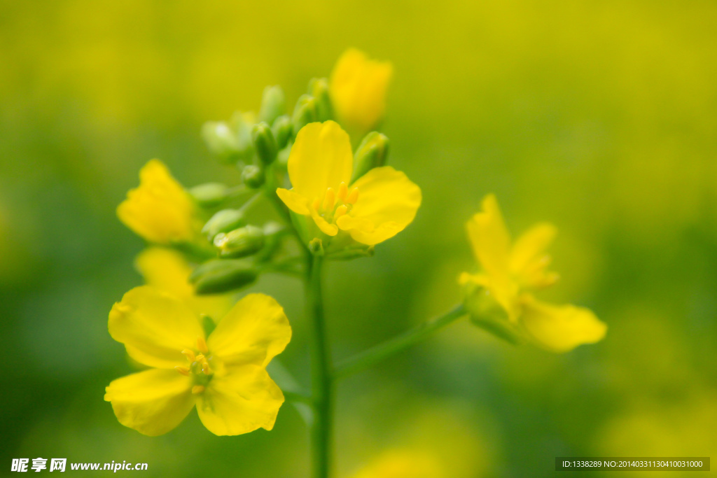 油菜花