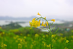 油菜花