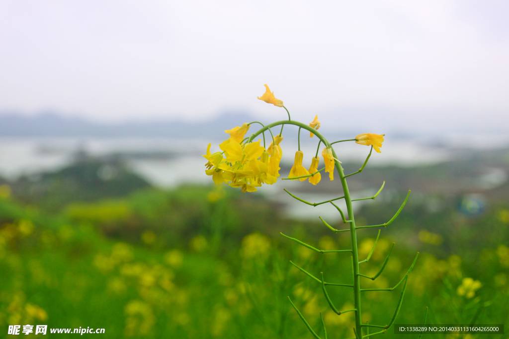 油菜花