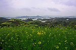 油菜花千岛湖