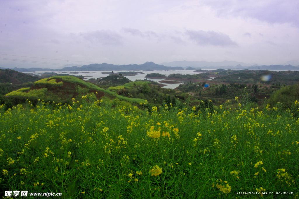 油菜花千岛湖