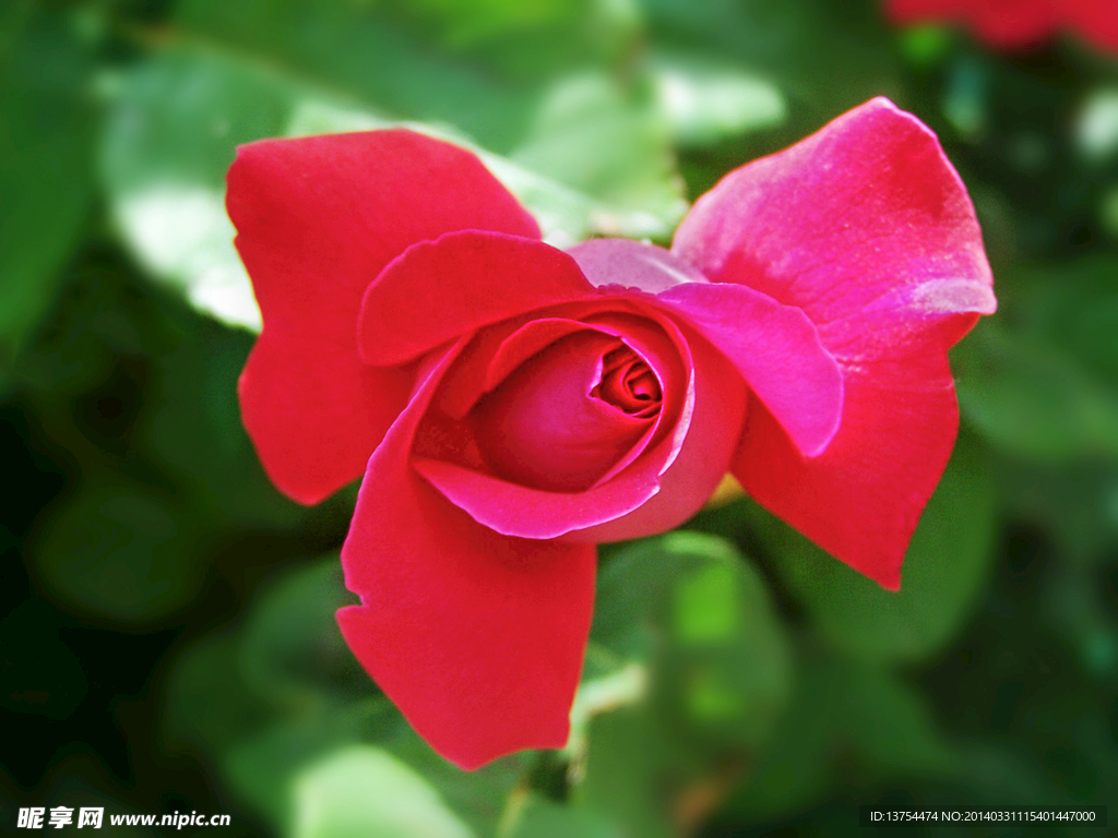 红色月季花