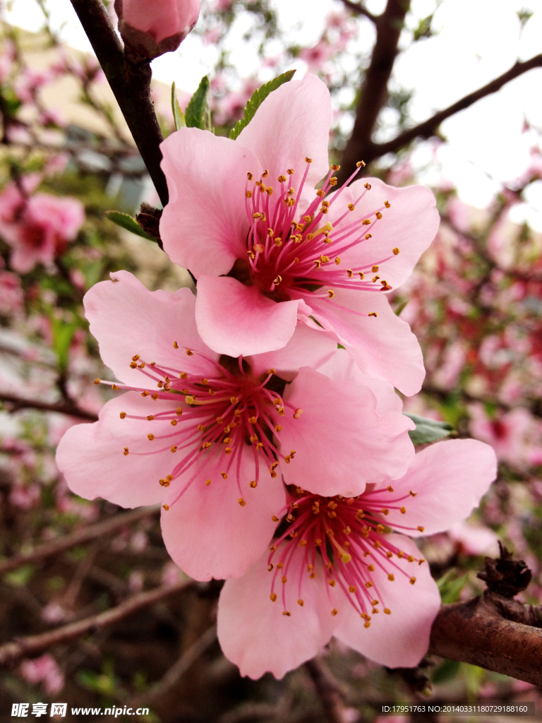 桃花