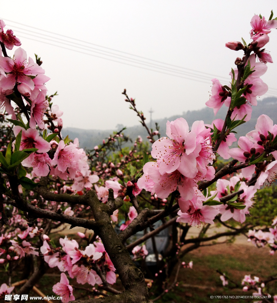 桃花