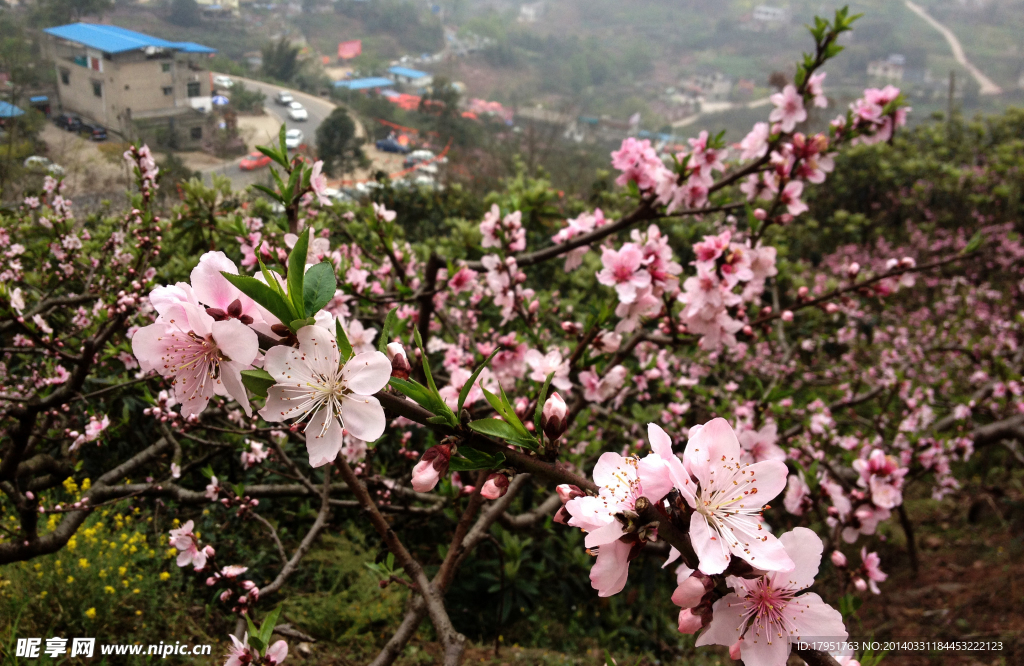 桃花