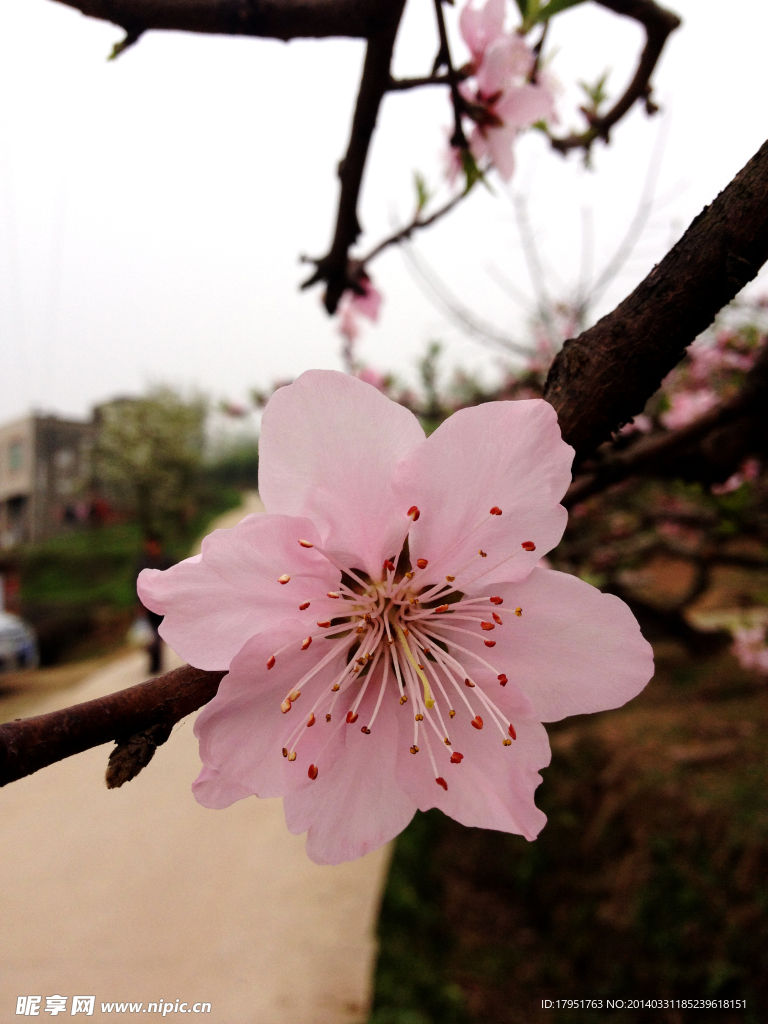 桃花