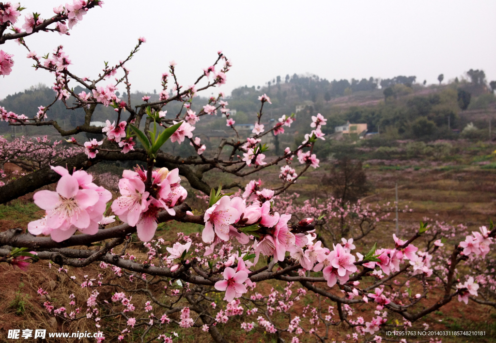 桃花