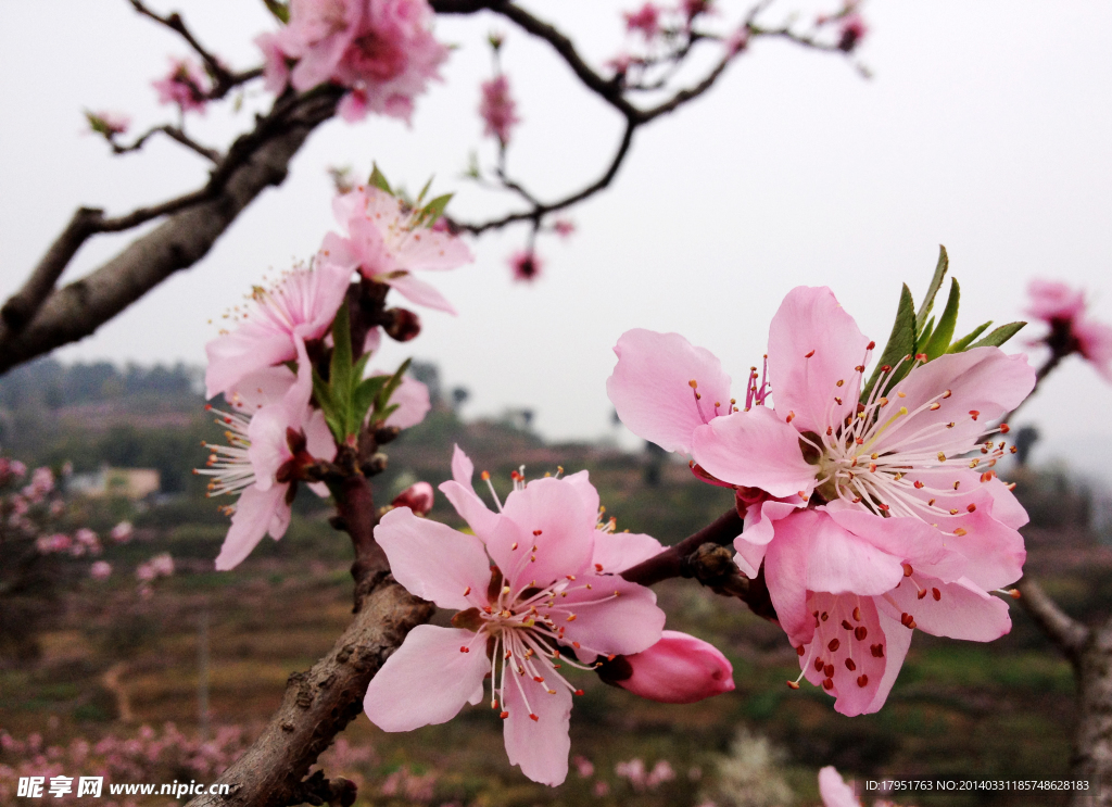 桃花