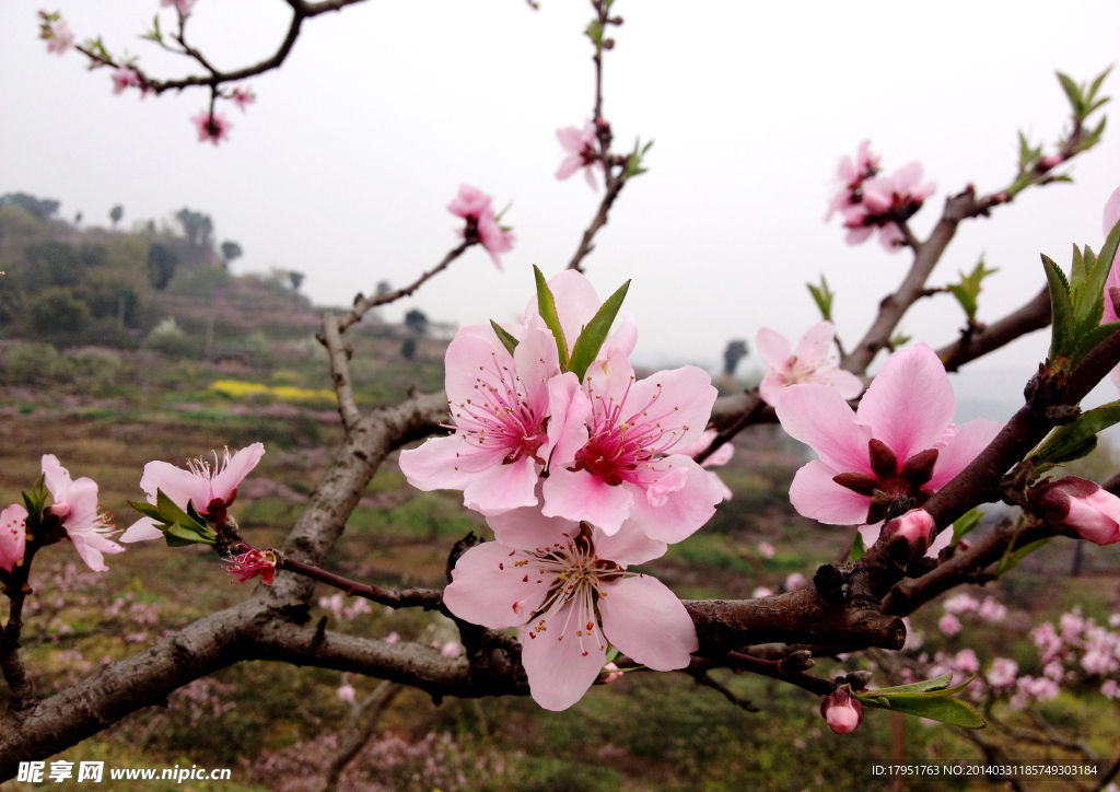 桃花