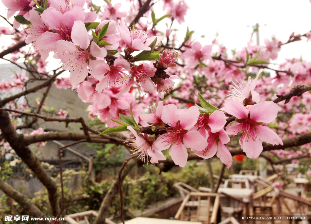 桃花