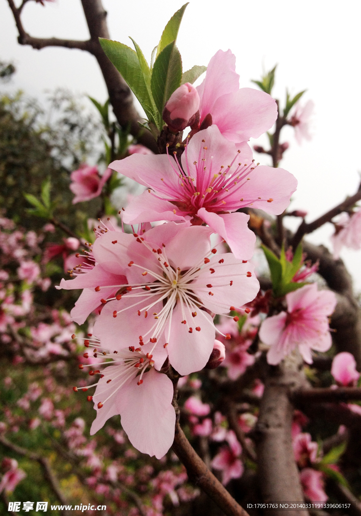 桃花