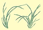 国画兰草