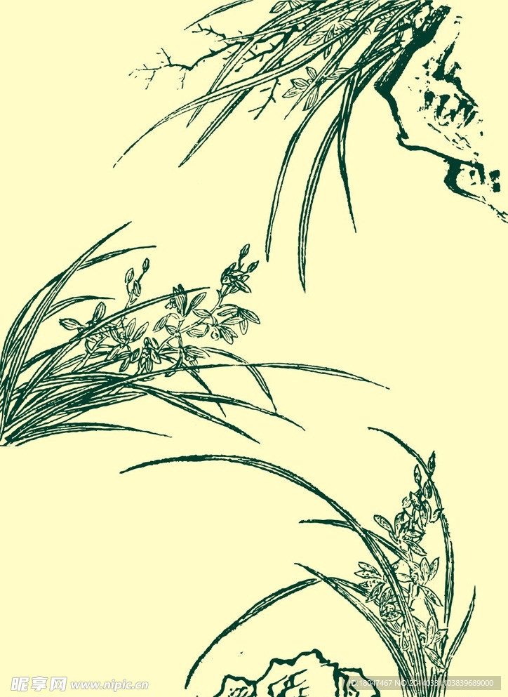国画兰花