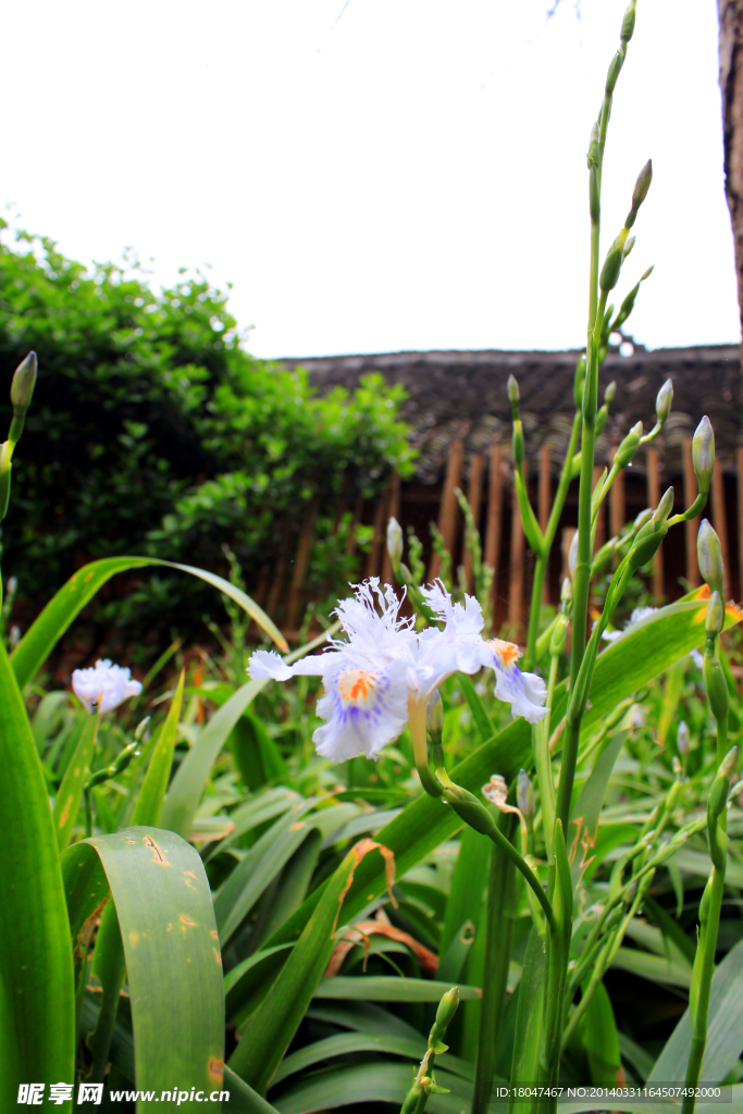 农村民居花草