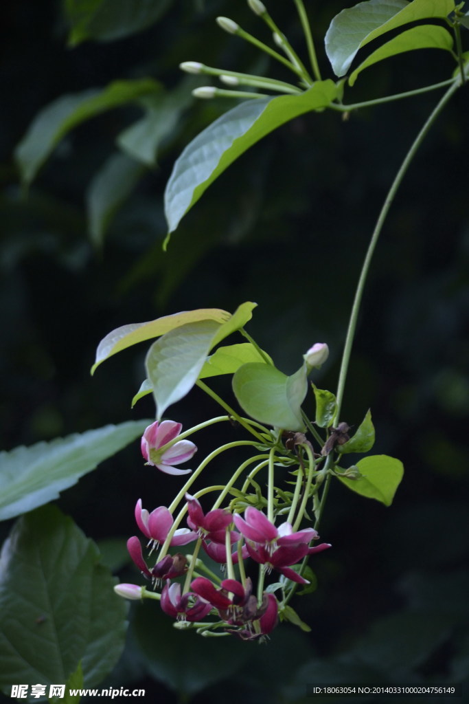 非常漂亮的野花