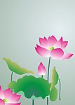 荷花