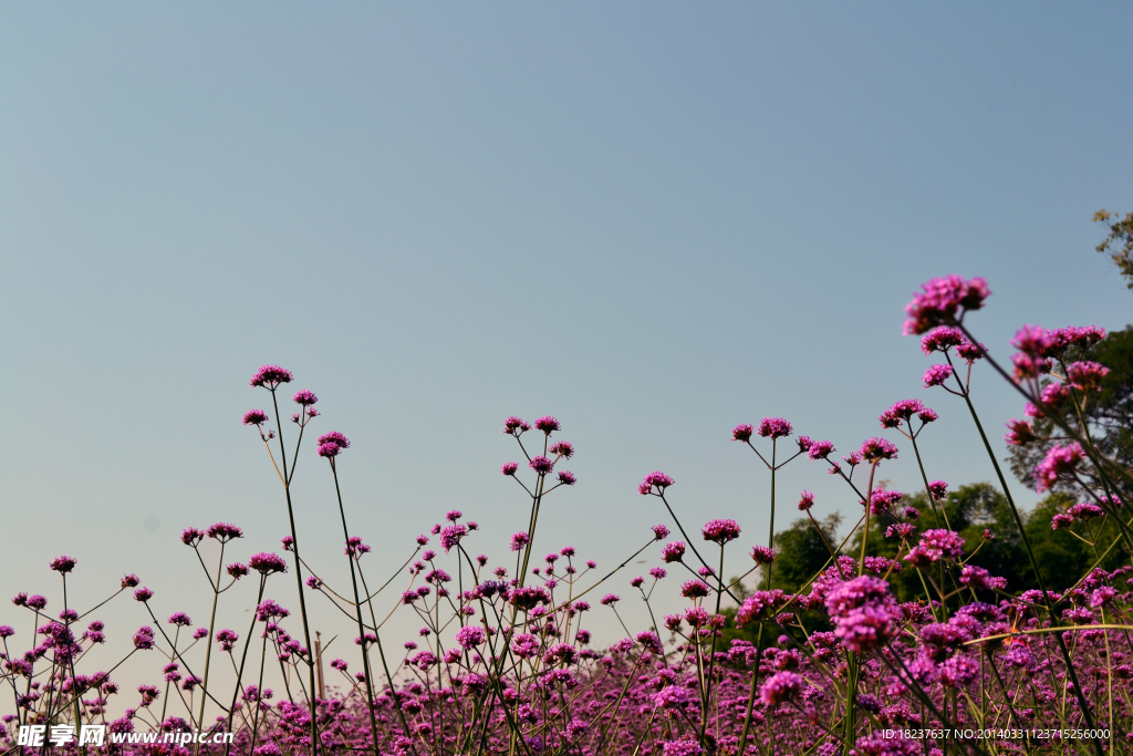 马鞭花