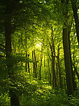 树林森林绿色