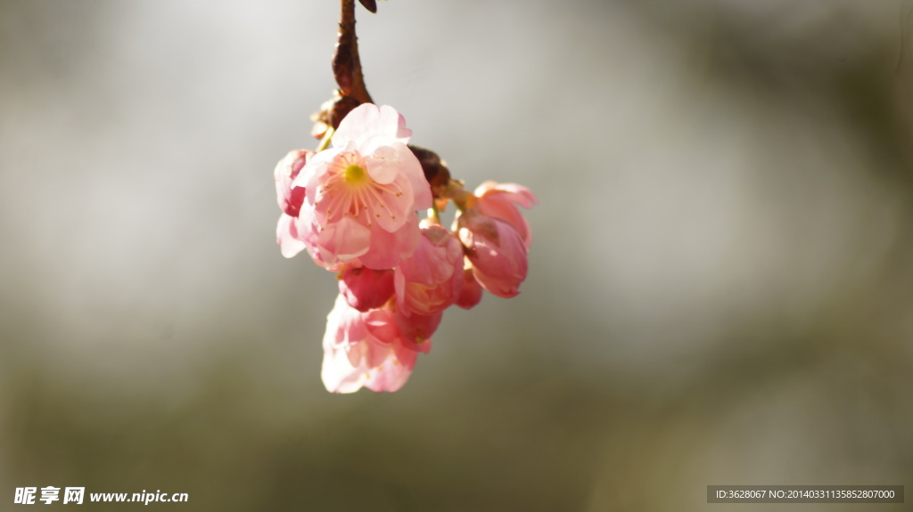 樱花