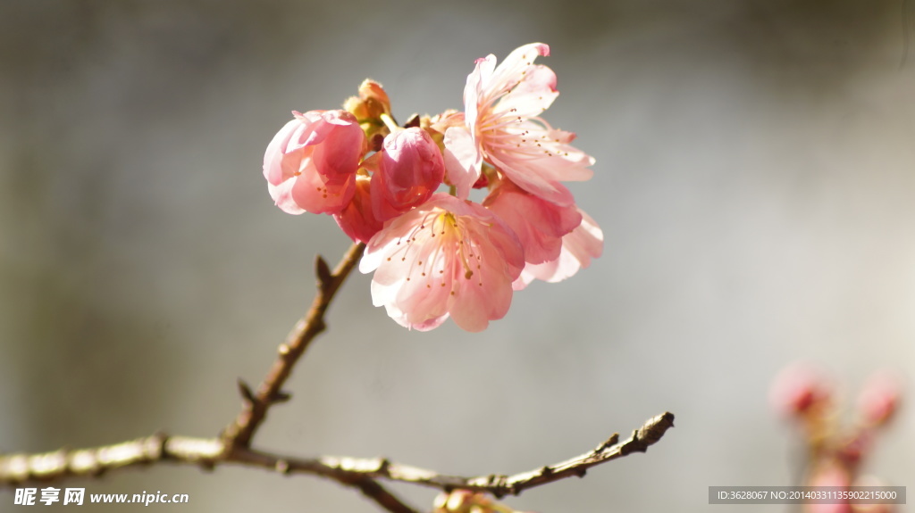 樱花