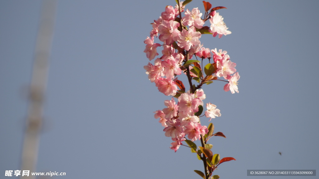 樱花