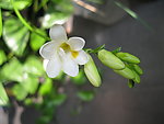 白色小花