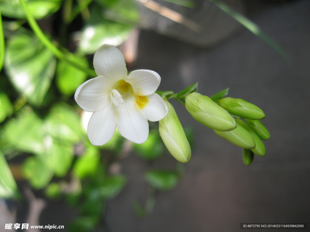 白色小花