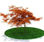 植物模型