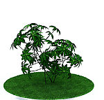 植物模型