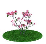 植物模型