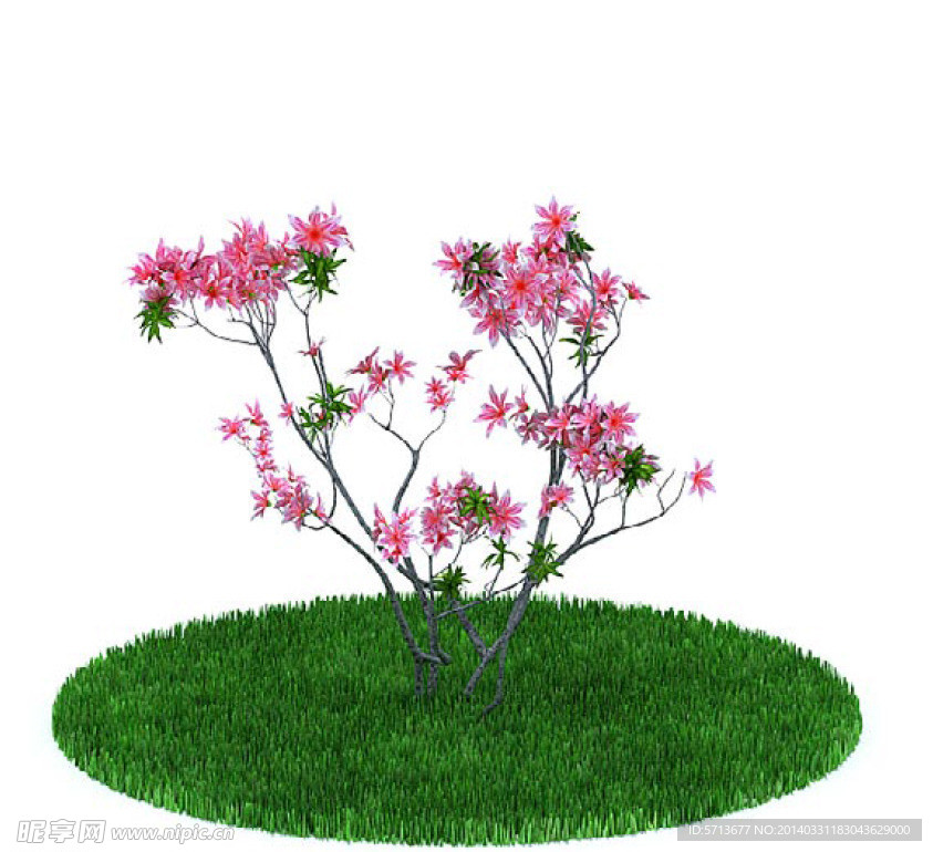 植物模型