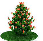 植物模型