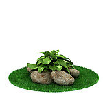 植物模型