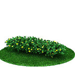 植物模型